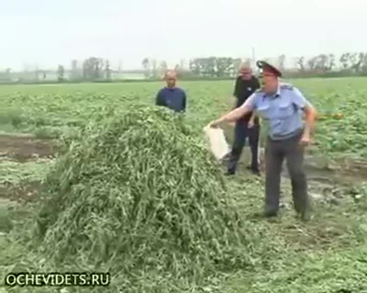 Кара куурай эмес &#1257;з&#1199; к&#1199;й&#1199;п кете жаздадыго