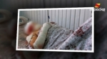 Мас абалындагы жаран бычактаган кайнене-келиндин абалы оор