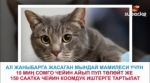 Жалал-Абадда мышыкты атып өлтүрүп, видеого тарткан адам кармалды 