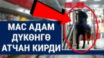 Кабарлар топтому: ат менен дүкөнгө кирип барды, Керим Тураповдун жаңы кызматы...