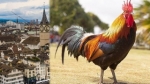 Швейцариянын соту корозго түндө кыйкырганга тыюу салды