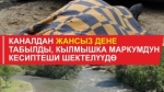 Пакистан Кыргыз өлкөсүндөгү 4 медициналык окуу жайды кара тизмеден чыгарды