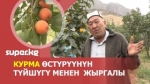 Курманын сезону башталды. Анын бышканга чейинки түйшүгүн багбан баяндайт