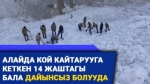 Алайда мал кайтарып жүрүп жоголгон 14 жаштагы бала изделүүдө