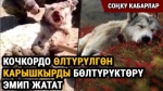 Садыр Жапаров: "Арак, чочконун этин саткандарга караганда кумаркана адалыраак болуш керек"