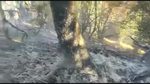 Кеминдеги токойдон чыккан өрт чектөөгө алынды