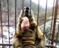 Уялчаак аю